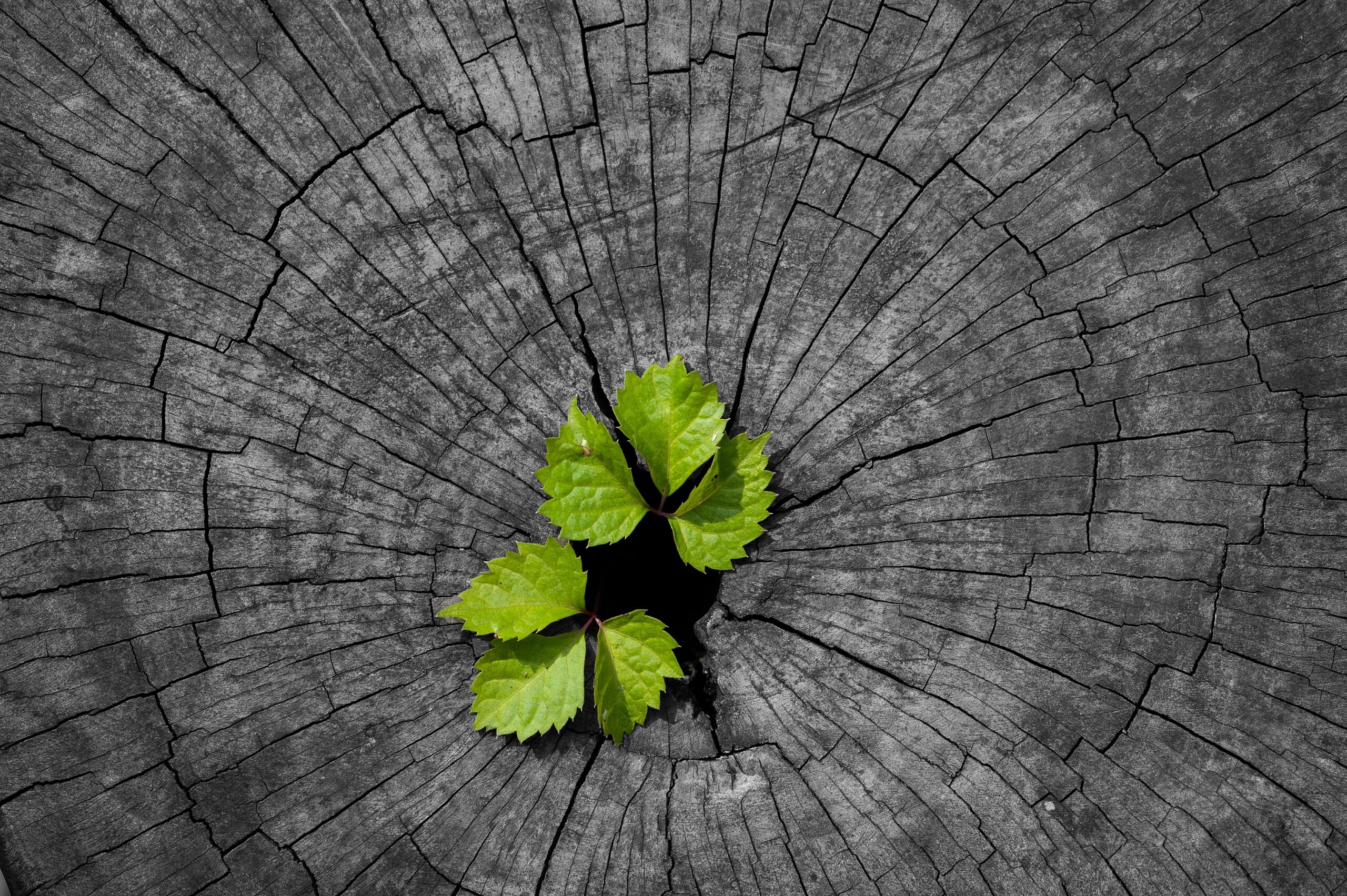 Fermentáció vagy megújulás